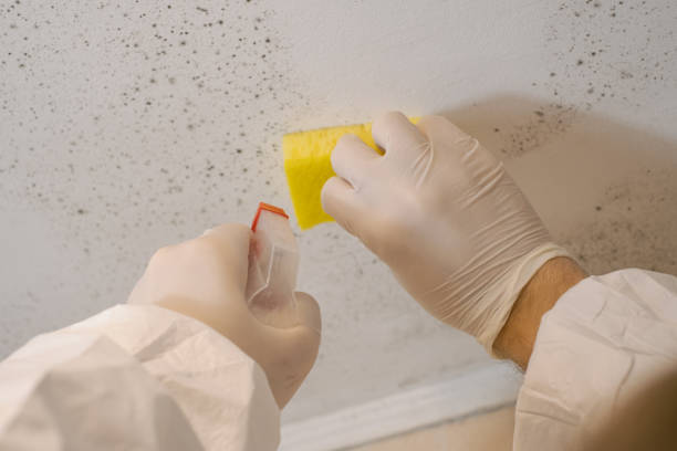 Best Mold Remediation for Healthcare Facilities  in Coalville, UT